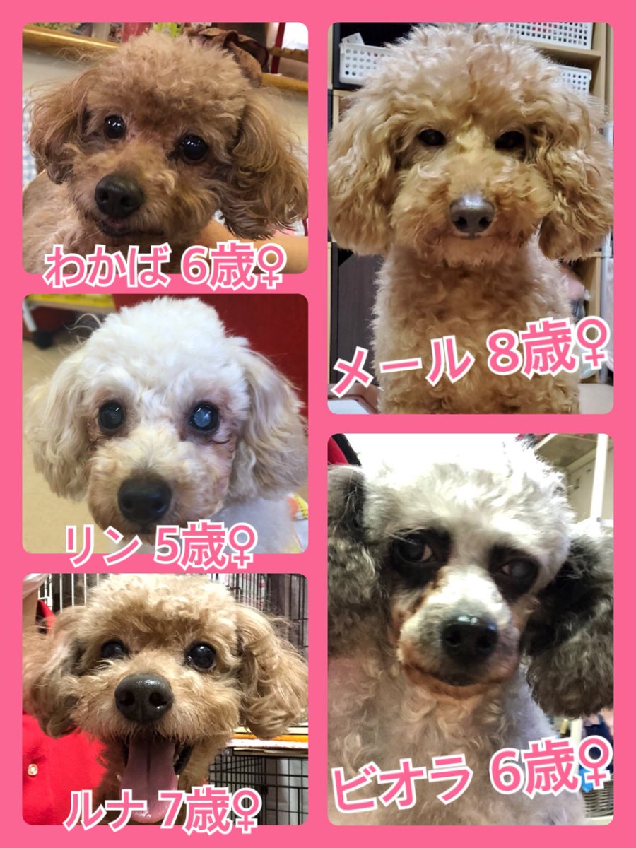 🐾今日の里親様募集中ワンコ🐶メンバーです🐾2020,4,5